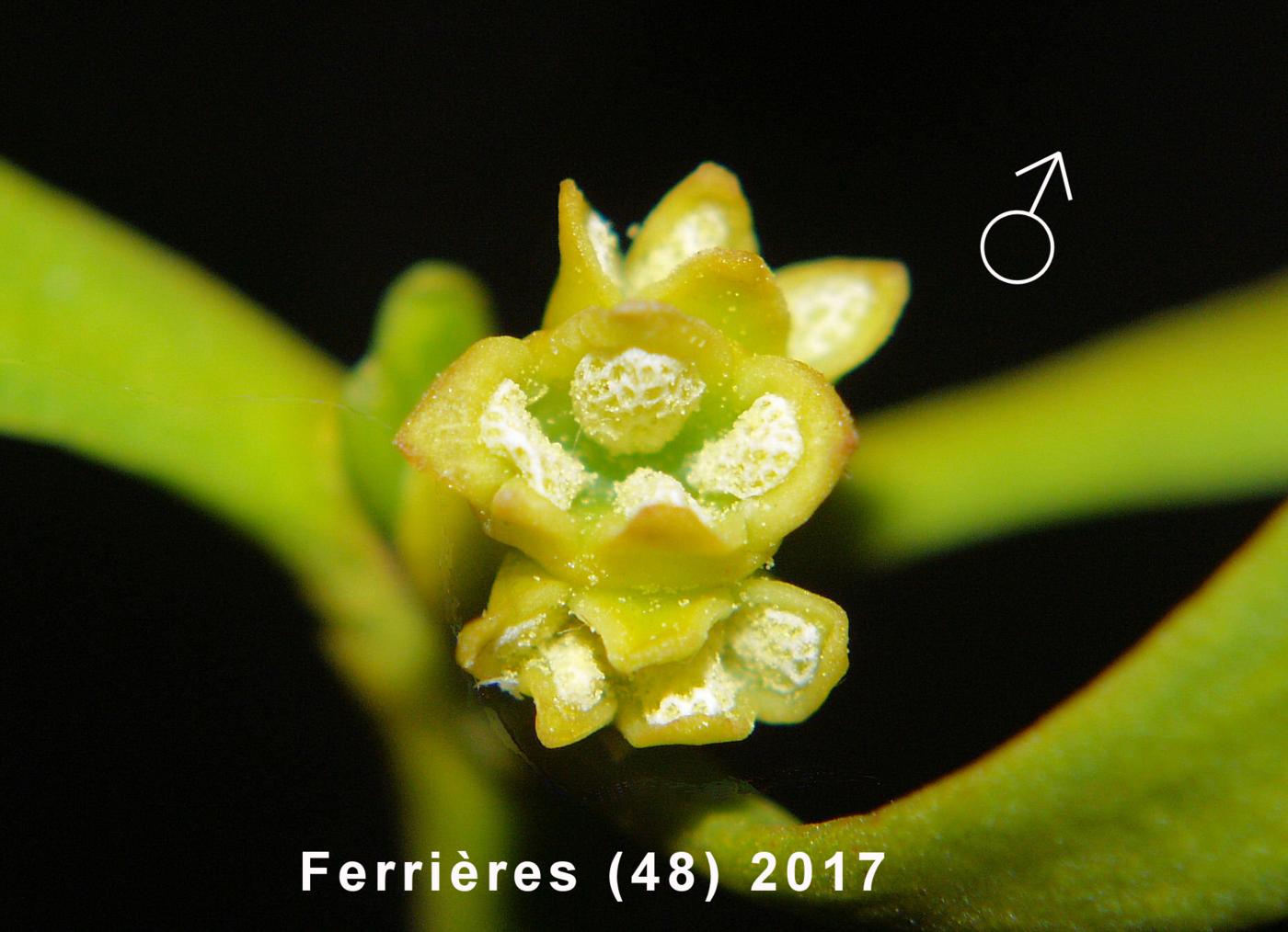 Mistletoe flower